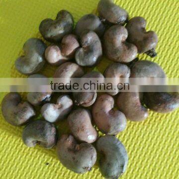Cashew Nut photo-4