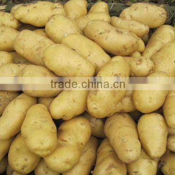 fresh vegetable fresh potato