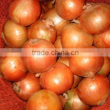 Chinese Fresh Onion in Mesh Bag