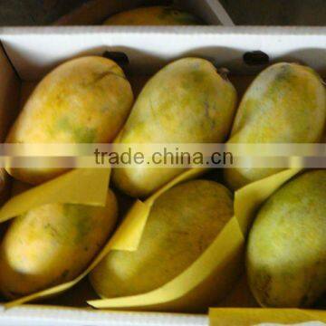 Sweet Pakistani Chaunsa Mango