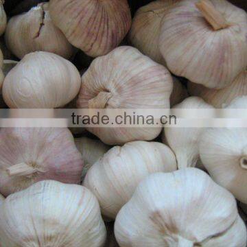 Jining greenfarm fresh garlic 2013