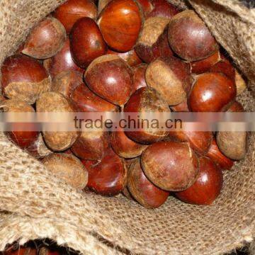 2013 fresh chestnut from china from china