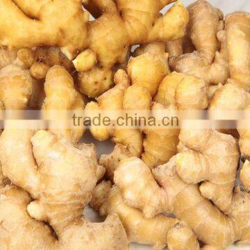 FRESH GINGER photo-5