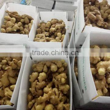 PVC BOXES FRESH GINGER photo-6