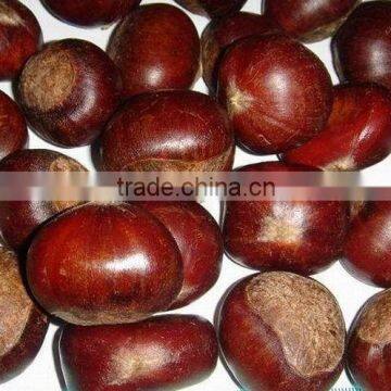 Best food cheap fresh raw new season chestnut