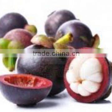 High Quality Mangosteen Extract Powder From Assessment Supplier