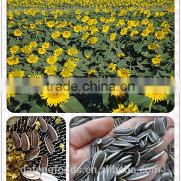 Hetao sunflower seeds5009.3939.3638.363,135.909