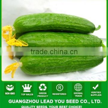 MCU17 Shuiguo high yield cucumber seeds f1, hybrid cucumber seeds for sale