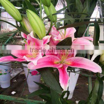 Whowsale fresh cut flowers lily flower from Kunming original flower plants