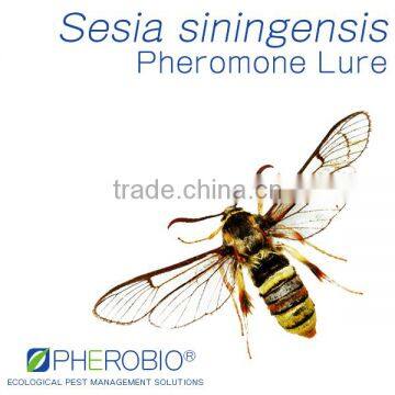 Pheromone lures for Sesia siningensis, Sex Pheromone Attractant & Pheromone Trap