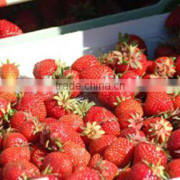 New City Bus School Buses photo-3