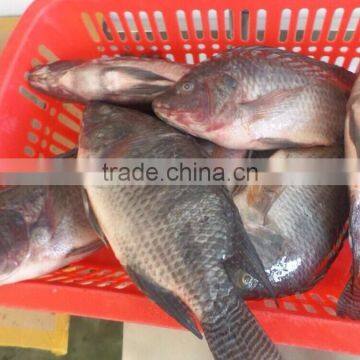 Frozen Tilapia WR photo-4