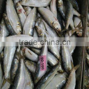 Frozen Sardine For Bait photo-4