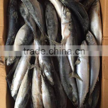 Frozen Mackerel 300-400g 2016 photo-5
