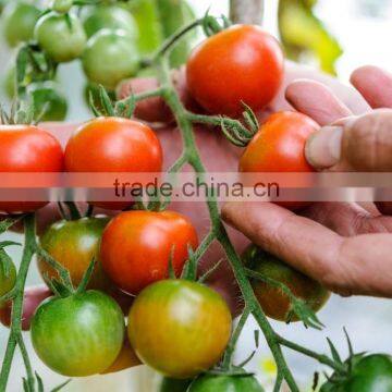 2017 Hot sale multi span plastic film tomato greenhouse
