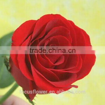 Stem Part Fresh cut rose fresh flowers wholesale picture rose for parties