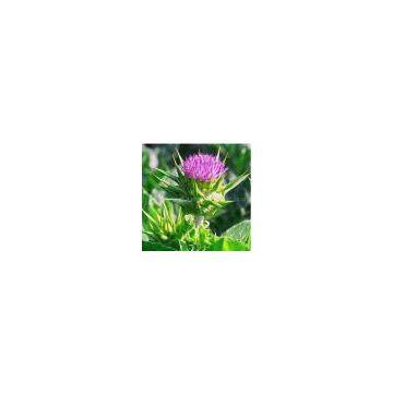 Milk Thistle Extract