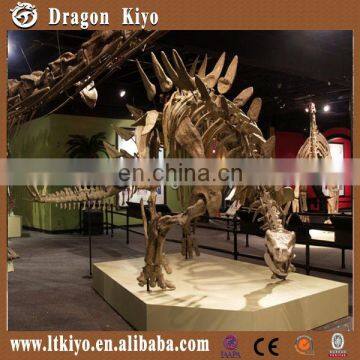 Life size museum quality dinosaur skeleton for exhibition