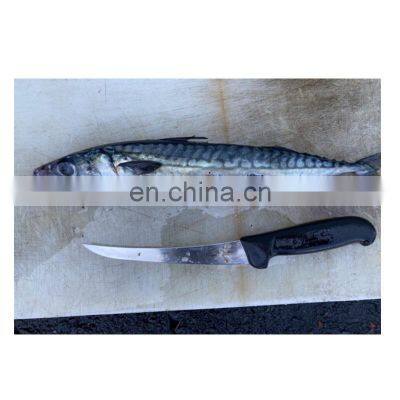 Seafrozen Pacific Mackerel Fish Whole Round BQF 200-400g 400-600g for Market photo-3