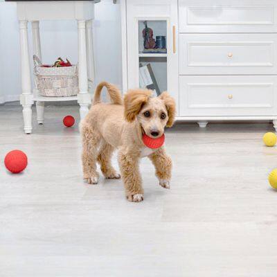 Squeaky ball