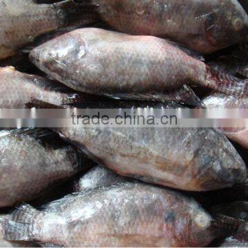 Frozen black Tilapia /red tilapia fish whole round