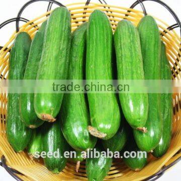 SXC No.6 hybrid vegetable cucumber seeds