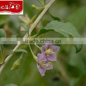DRIED GOJI BERRY