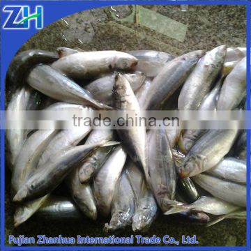 all types of seafood round scad frozen seafood importer/ exporters fish mackerel