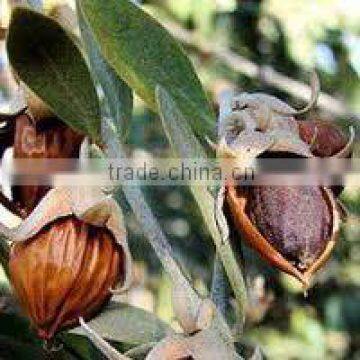 Jojoba Oil