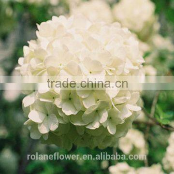 Rich Kinds Of Hot Sale Fresh Cut Hydrangea For Wedding Decoration From Yunnan, China