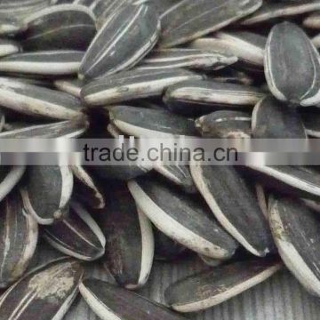 raw sunflower seeds in shell