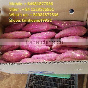 Export fresh Sweet potato for all market
