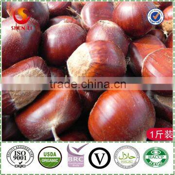 Hot Sale Organic Fresh Chinese Chestnut photo-4