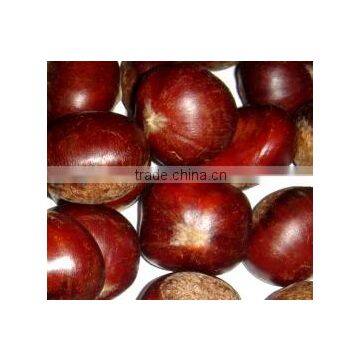 Best supplier of chestnut of China