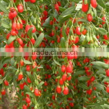 Dried Goji Berry photo-5