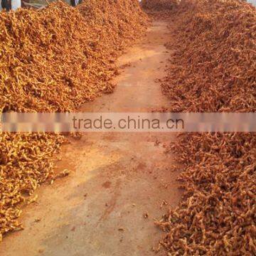 Large Cargo Chinese Qalangal-root
