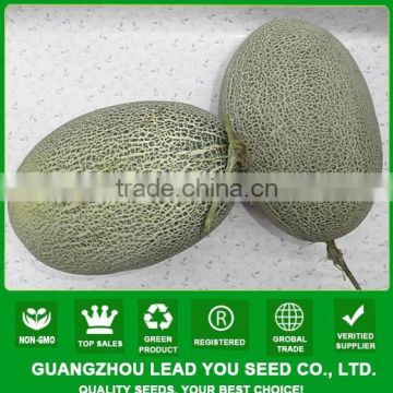 NSM07 Huishen Guangzhou chinese vegetable seeds for open field sweet melon