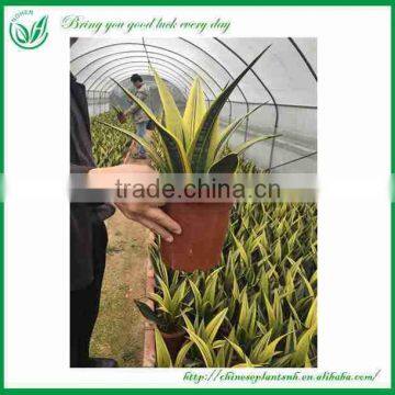 Golden Sansevieria