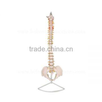 Life-Size Education Anatomical Spine Model photo-2