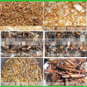 Chicken Feed Dried Mealworm, Wild Bird Food Mealworm photo-5