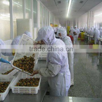 IQF Blue Mussel Meat photo-4