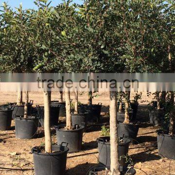 CERATONIA SILIQUA "Carob Tree"