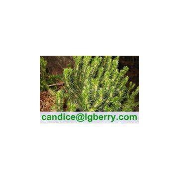 High Quality Huperzine A /Huperzia Serrata Extract 1%