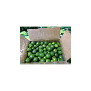 Fresh Green LEMON - LIME - Citrus seed seedless Vietnam 2016 (Jolie whatsapp viber 84 98 358 7558)