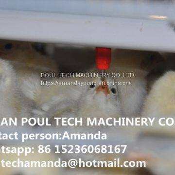 Congo Poultry Farming Battery Small Chicken Cage & Poultry Cage with Automatic Feeding Machine Used in Brooding Room