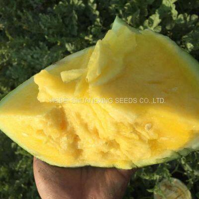 Golden Orchid Small Seedless Yellow Flesh Watermelon Seeds photo-2