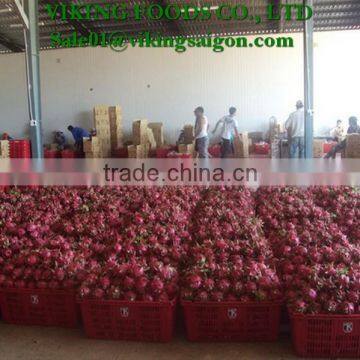 WHITE DRAGON FRUIT _ GOOD QUALITY _ GOOD PRICE photo-6