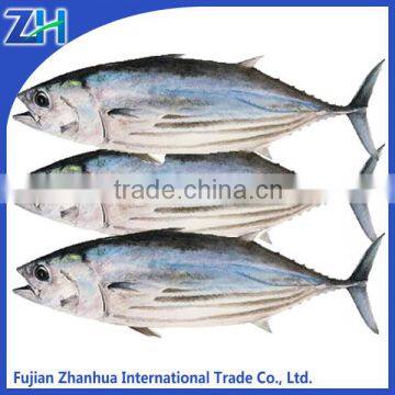 sea frozen skipjack tuna whole round