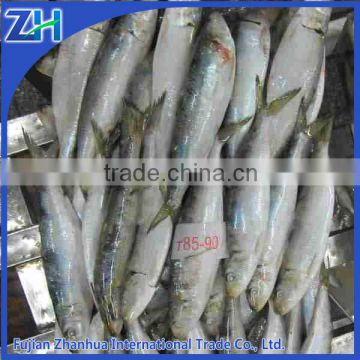 frozen sardine fish process hgt