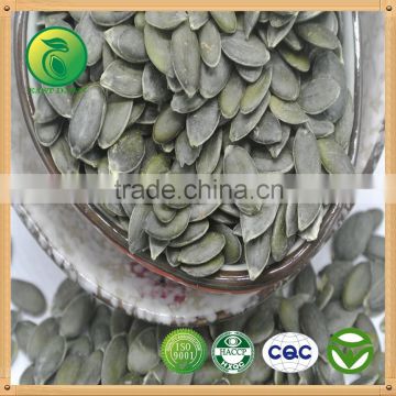 Pumpkin Kernel snow white shine skin GWS , new crop 2015 high quality